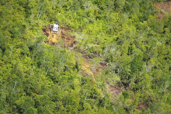 اختصاص 36 میلیارد تومان اعتبار برای احیای جنگلها