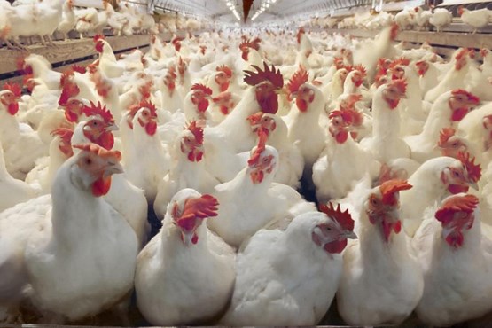 کشف بیش از ۱۵ هزار قطعه مرغ زنده فاقد مجوز در ابهر