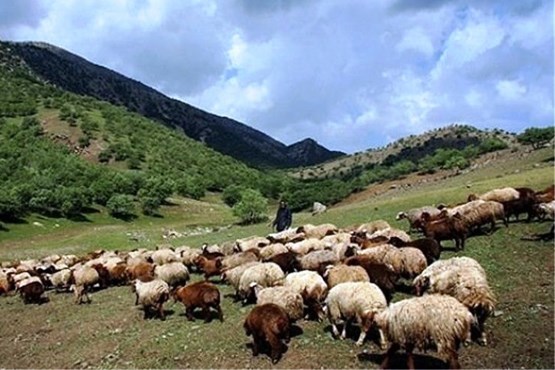 آب آلوده 72 گوسفند را تلف کرد +عکس