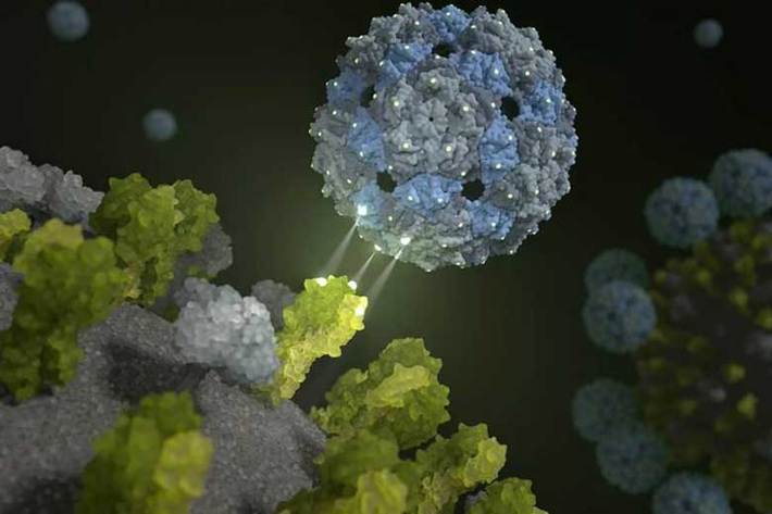 محققان آلمانی به دنبال استفاده از ویروس‌های بی‌ضرر علیه ویروس‌های خطرناک و کشنده هستند و موفق شده‌اند از یک ویروس بی‌خطر که خود را به سلول‌های ریه شبیه می‌کند، برای مقابله با آنفلوآنزا استفاده کنند.