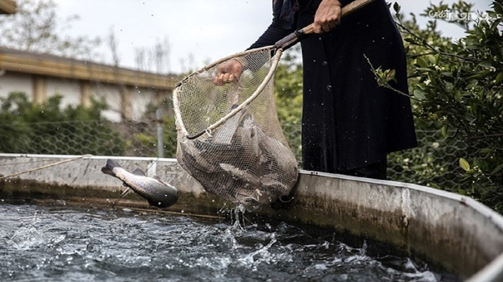 سالانه ۹ هزار و ۸۰۰ هزار تن انواع ماهیان سردابی و گرمابی در استان اردبیل تولید می‌شود.