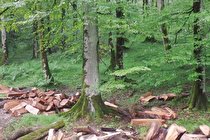تنفس برای جنگل‌ها نفسگیر برای صنایع چوب