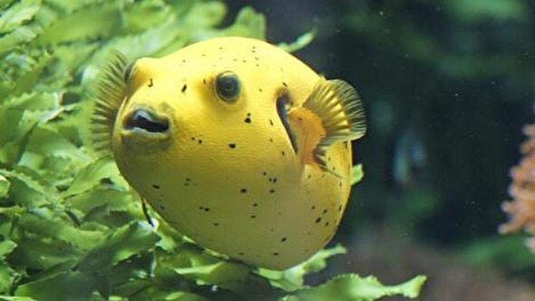 ببینید | یک ماهی کمیاب لیمویی