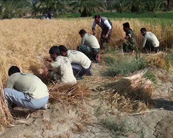 خرید بیش از ۲۱ هزار تن گندم از کشاورزان سیستان و بلوچستان