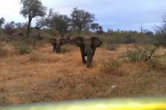 حمله فیل به فیلمبردار