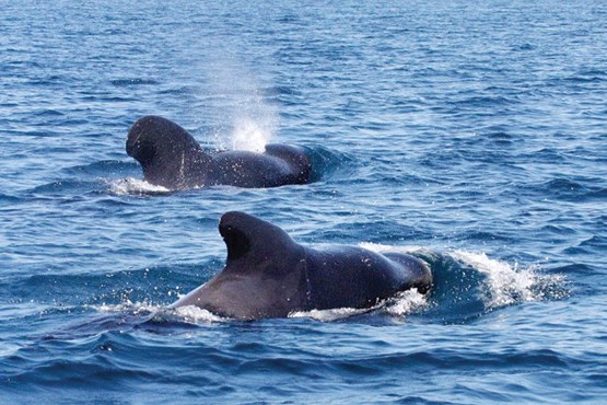 روایت شناسایی یک نهنگ نادر در تنگه هرمز