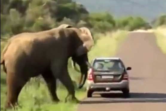 حملات فیل ها به انسان ها