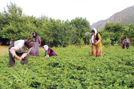 توت‌فرنگی به کردستان رونق می‌دهد