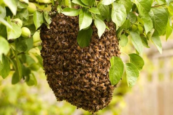 ده‌ها هزار زنبور کنگره آمریکا را اشغال کردند