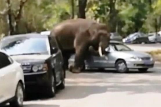 حمله یک فیل به 15 اتومبیل + عکس
