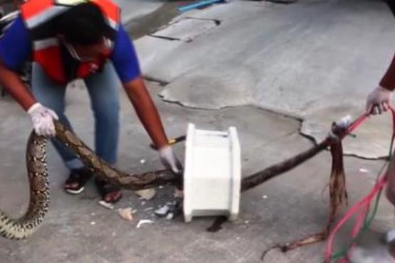 حمله مار پیتون 3 متری به مرد تایلندی در دستشویی +فیلم