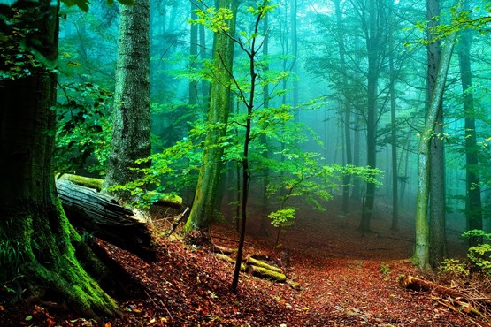 قطع درختان جنگل‎های شمال تا ۱۰ سال ممنوع شد