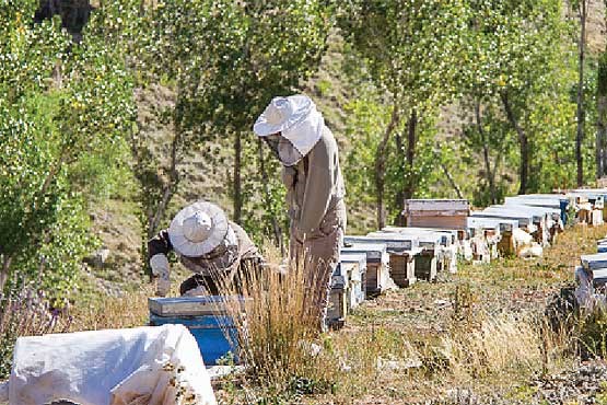 عسل، اقتصاد کردستان را شیرین می‌کند
