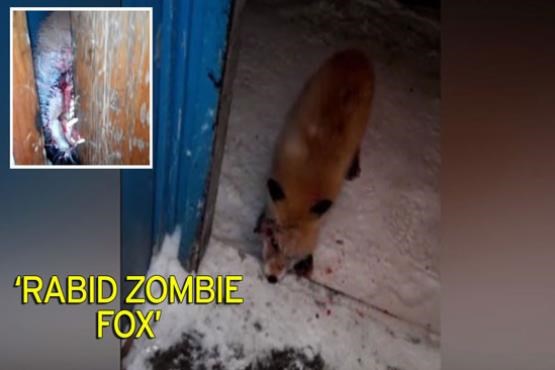 حمله شبانه روباه زامبی به یک مرد + عکس