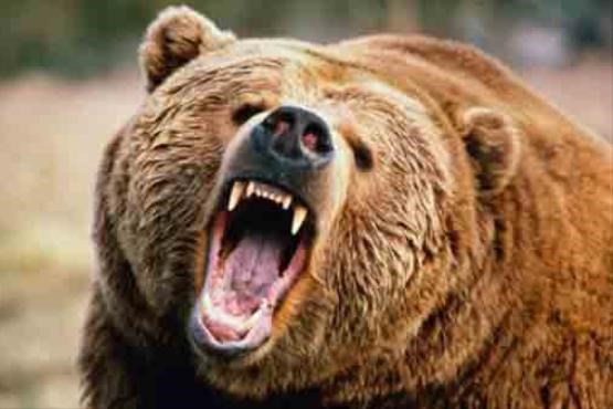 حمله یک قلاده خرس به مرد رودانی