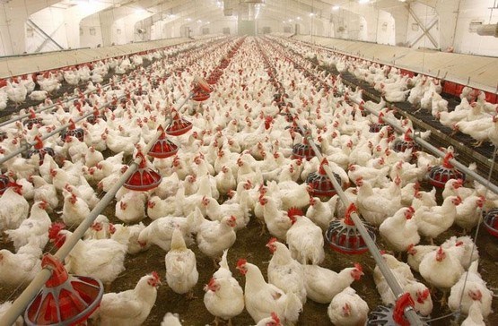 تهیه هزار تن گوشت مرغ برای تنظیم بازار مصرف