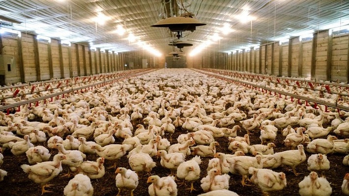 رئیس سازمان جهاد کشاورزی استان قزوین گفت:چنانچه مرغداران به هر دلیل برای عرضه مرغ ۵۰ روزه با قیمت مصوب اقدام نکنند عمل آن‌ها از مصادیق احتکار است.