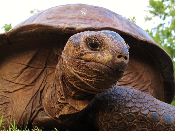 محققان برای اولین‌بار موفق شده‌اند از یک لاک‌پشت غول پیکر در حالی که به آرامی (یا حتی بیش از حد آرام) اقدام به شکار می‌کند، تصویربرداری کنند. شاید بتوان گفت این کندترین اقدام دیده شده از یک حیوان برای شکار طعمه‌اش است.