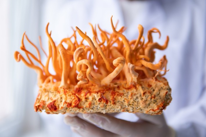 بهبود آزمایشگاهی عصاره قارچ هیمالیا تا ۴۰ برابر قدرت ضد سرطانی آن را افزایش می‌دهد