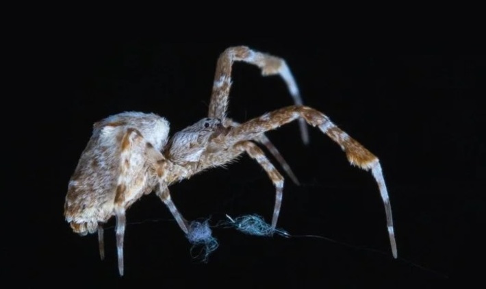 بهره‌گیری از هوش مصنوعی برای ردیابی عنکبوت‌هایی که در تاریکی تار می‌تنند