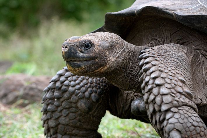 بررسی ژنوم لاک‌پشت گالاپاگوس؛ کلید اسرار زندگی طولانی و بدون سرطان