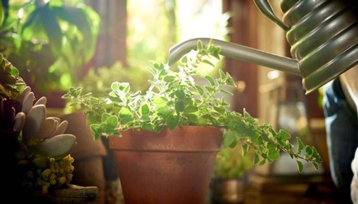 اگر آب به موقع به گیاه نرسد پس از مدتی با علائم تشنگی گیاه مواجه خواهید شد. یکی از شایع‌ترین علائم تشنگی گیاه زردشدن برگ‌های آن است.