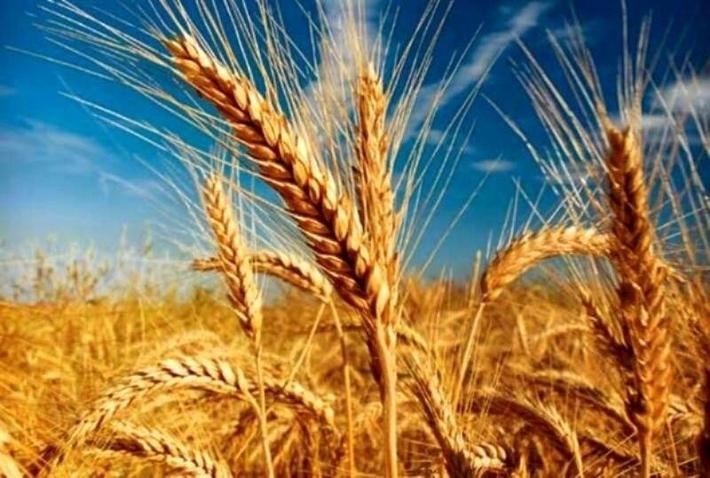 خرید تضمینی گندم از کشاورزان شهرستان دامغان توسط اتحادیه شرکت های تعاونی روستایی شهرستان دامغان آغاز گردیده است.