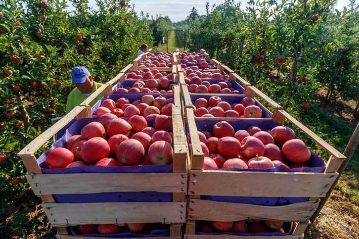 سال گذشته بود که آذربایجان‌غربی با تولید بیش از یک میلیون و ٢٧٠هزار تن سیب رکورد تولید این محصول را در کشور زد و حالا اعلام شده، پیش‌بینی می‌شود حدود یک میلیون و100هزار تن سیب در سال جاری از باغات استان برداشت شود.