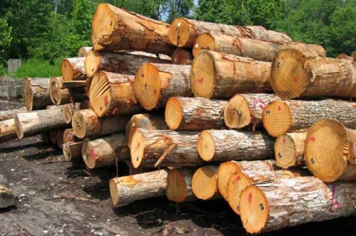 قائم مقام فرمانده یگان حفاظت سازمان منابع طبیعی و آبخیزداری گفت: میزان قاچاق چوب در شش ماه اول سال جاری نسبت به سال گذشته ۲۲ درصد افزایش یافته است.