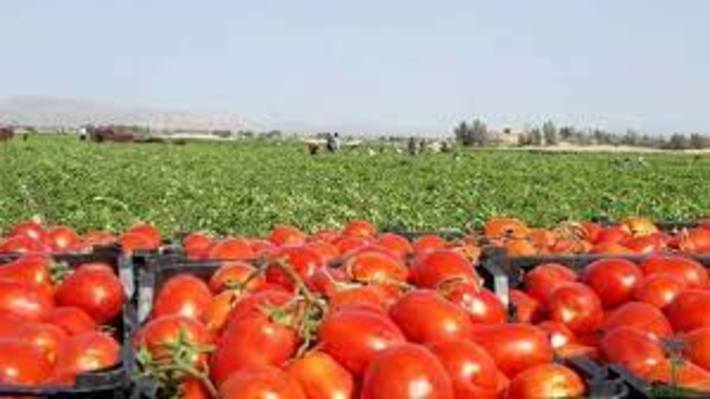برداشت گوجه فرنگی از زمین‌های کشاورزی کهورستان