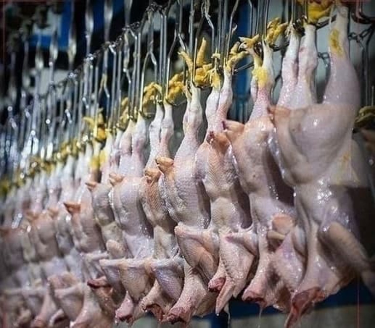 مرغ ۸۳ هزار تومانی مورد تایید نیست | مرغ گرم برای جبران کمبود وارد شد