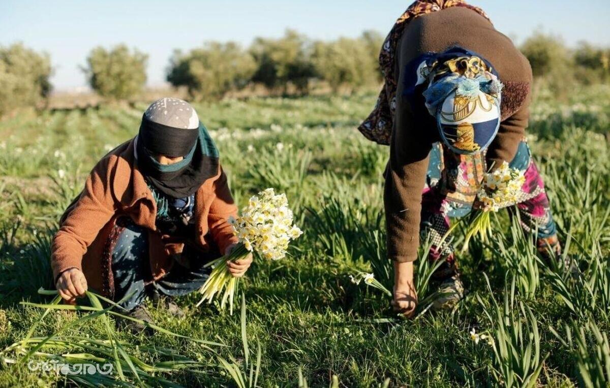 کریمی، فرماندار آزادشهر با بیان اینکه زیرساخت های اولیه مزرعه پرورش گل نرگس در شهرستان آماده است، گفت: آزادشهر مهد گل نرگس در کشور خواهد شد.