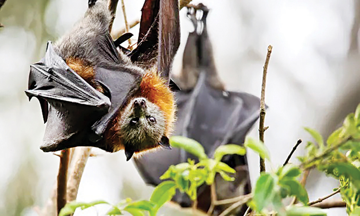 همیشه تصویری که از خفاش‌ها در ذهن‌مان داریم به‌صورت موجوداتی منحوس ترسناک و خون‌آشام است. حتی در بسیاری از فیلم‌های ترسناک خفاش‌ها پای ثابت و نماد مرگ و شومی هستند. اما واقعیت این است که با این تصویرسازی‌ها در حق خفاش‌ها ظلم شده‌است.