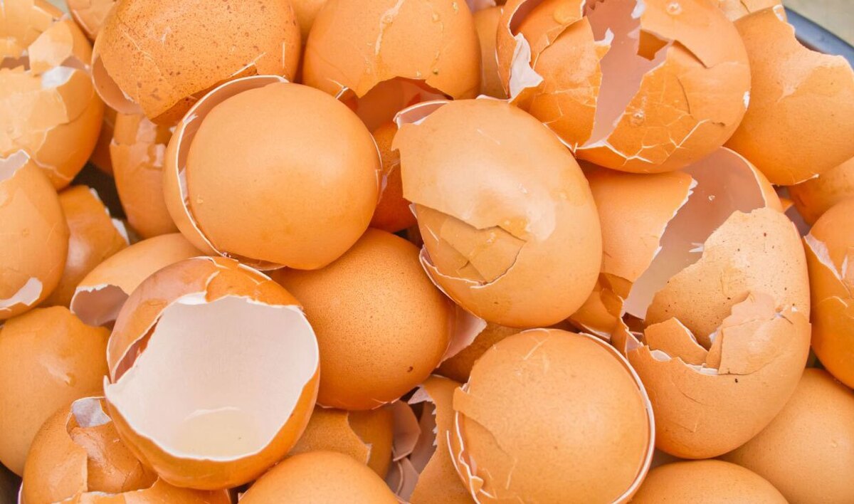 همه ما حداقل چند بار در هفته از تخم‌مرغ استفاده می‌کنیم و پوسته آن را که بیشتر از کربنات کلسیم ساخته شده است، دور می‌اندازیم.