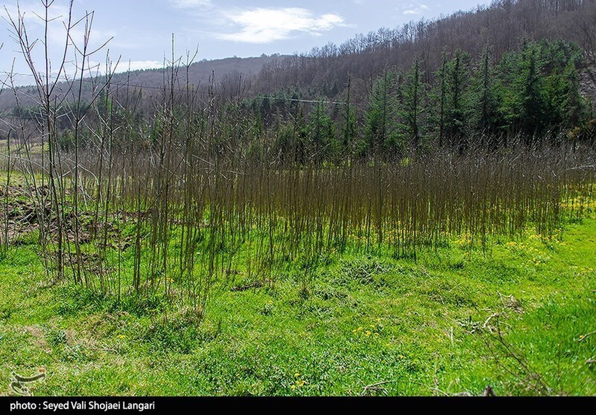 افزایش 4 میلیونی کاشت درخت در ‌قزوین‌