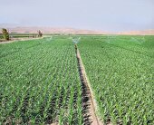 طرحی برای نجات کشاورزی ایران از کم‌آبی