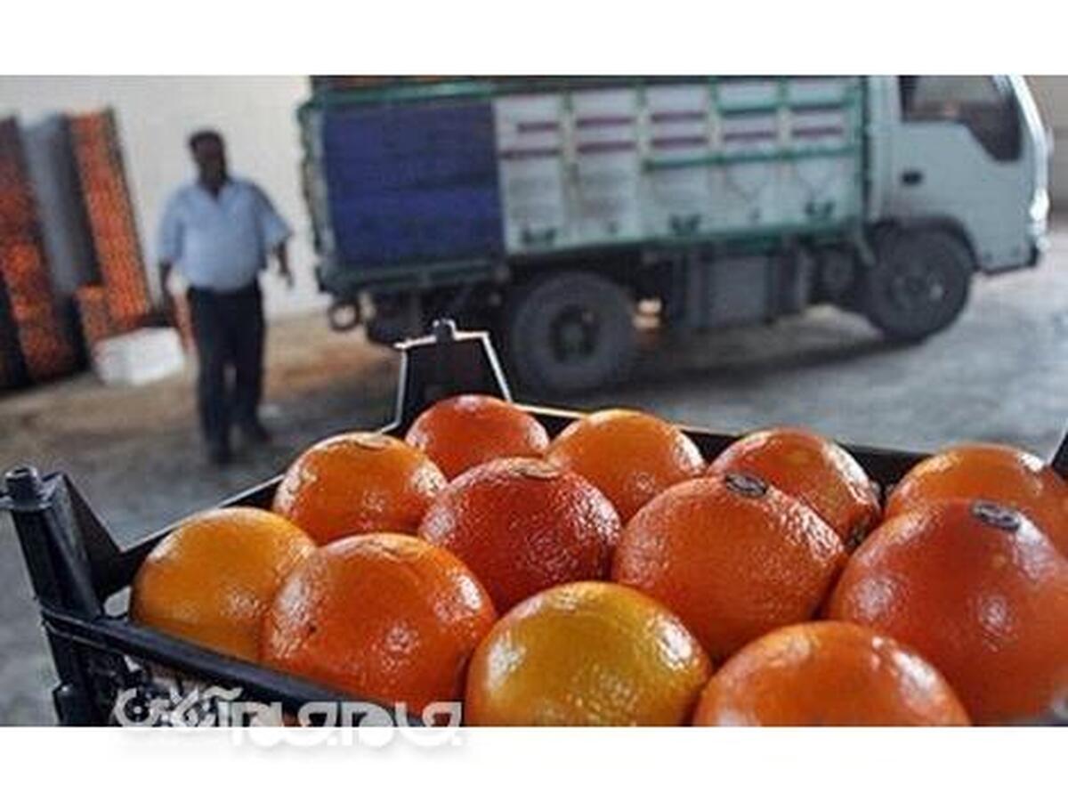سرپرست سازمان جهاد کشاورزی مازندران درباره صادرات نارنگی، پرتقال و کیوی گفت: 1833 محموله نارنگی، پرتقال و کیوی تاکنون از مازندران به خارج کشور صادر شد.