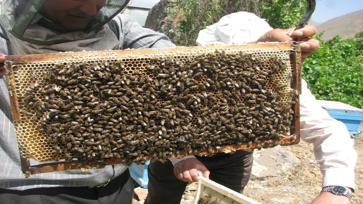 قزوین رتبه اول تولید عسل در استان