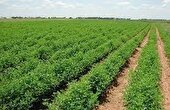 افزایش مشارکت مردمی در ارتقاء تولیدات کشاورزی خوزستان