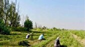برداشت ۱۷ هزار تن حنا ازمزارع جنوب سیستان وبلوچستان