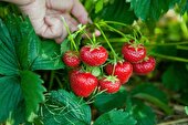 افزایش ۲۵ درصدی تولید توت‌فرنگی در مازندران