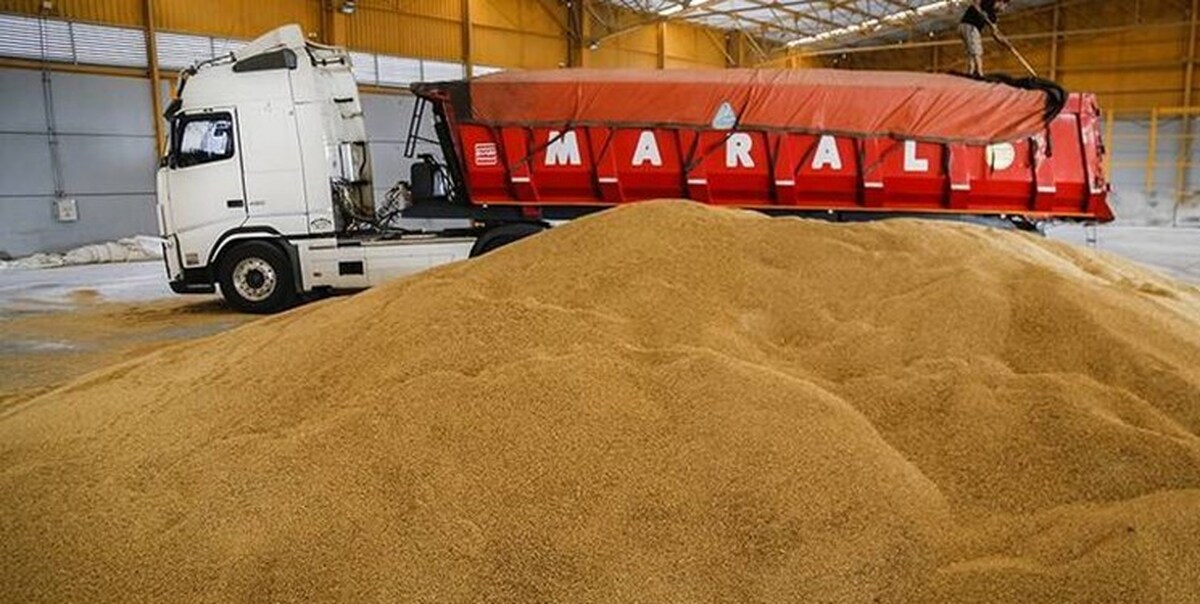 مدیرکل غله و خدمات بازرگانی زنجان گفت: ۲۴۱ هزار و ۲۲۲ تن گندم تولید استان به کارخانجات آردسازی، سیلوهای ملکی و سایر استان‌ها در سال ۱۴۰۲ انتقال داده شده است.