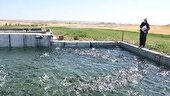 تولید ۷۵۰ تن ماهی سردآبی در استان یزد