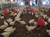 تولید 90 تن گوشت مرغ در عباس آباد